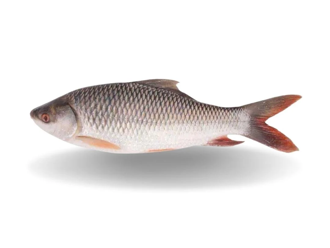 Rohu Fish