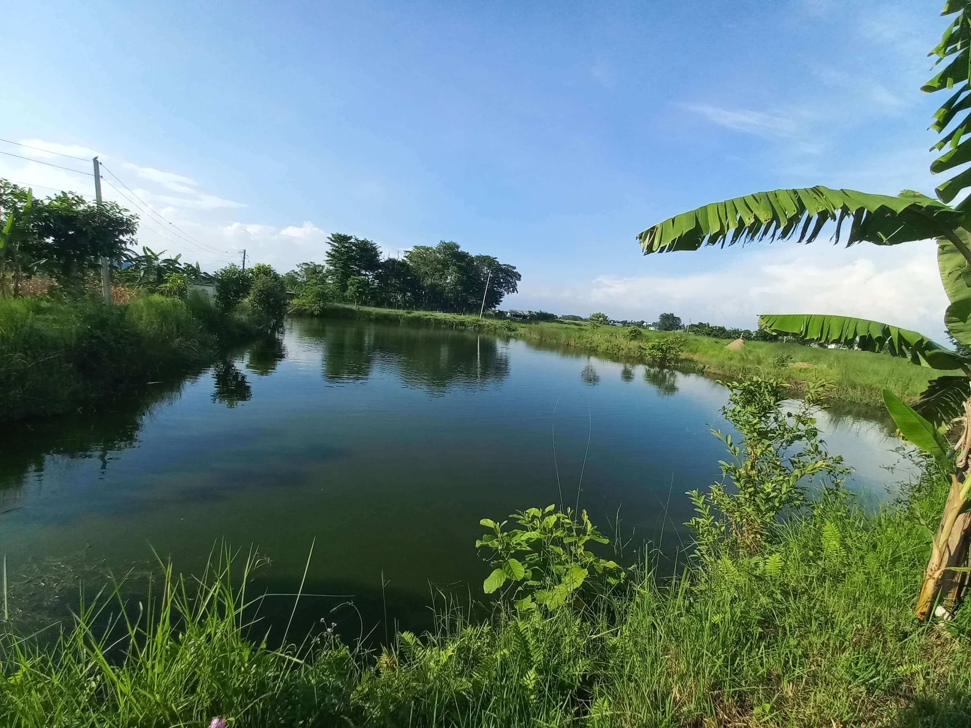 Fresh fish from Regmi Fish Farm