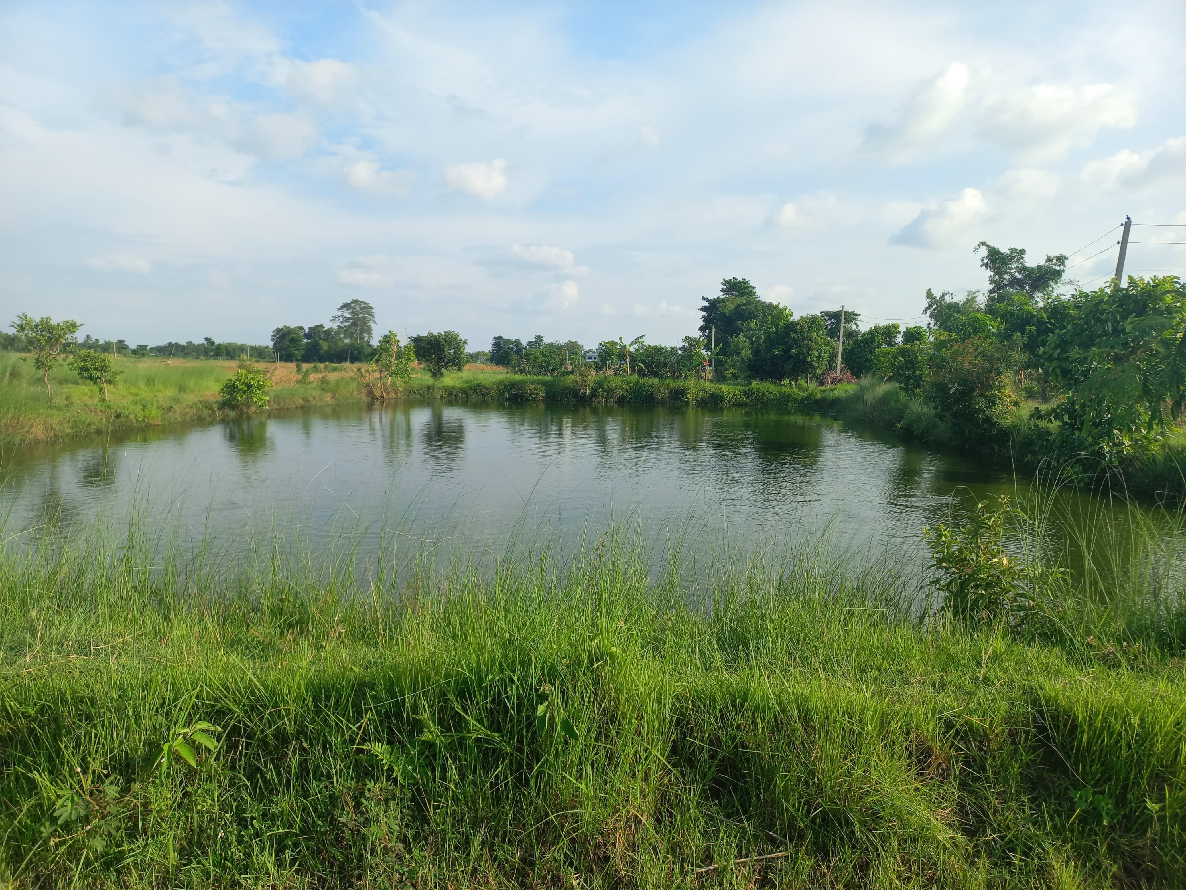 Our Fish Ponds